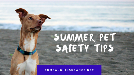 summer pet safety tips