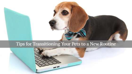 tips for transitioning your pets to a new routine